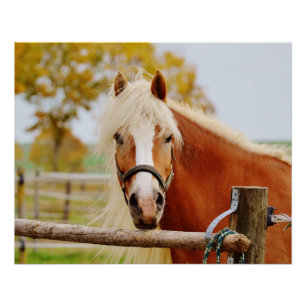 Póster Cavalo No Portão