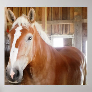 Póster Cavalo no Stall 2