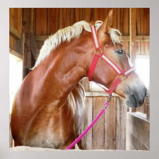 Póster Cavalo no Stall 3