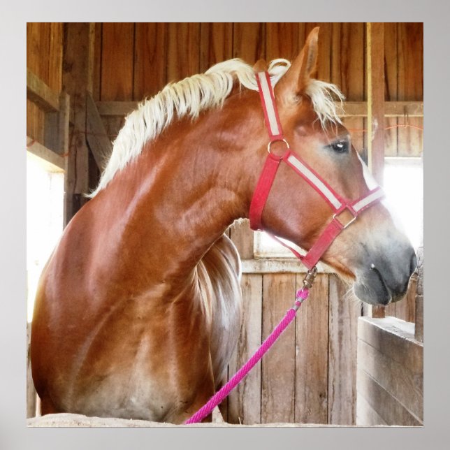 Póster Cavalo no Stall 3 (Frente)