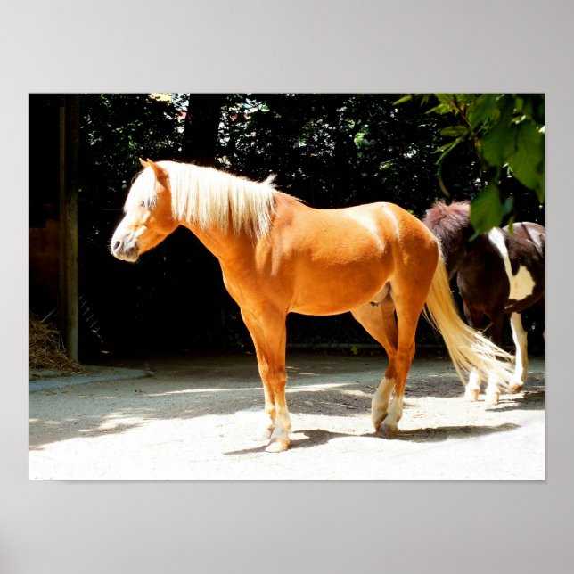 Póster Cavalo Palomino (Frente)