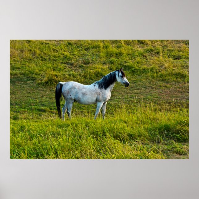 Poster cavalo Palouse, Colfax, Área Palouse, Washington (Frente)