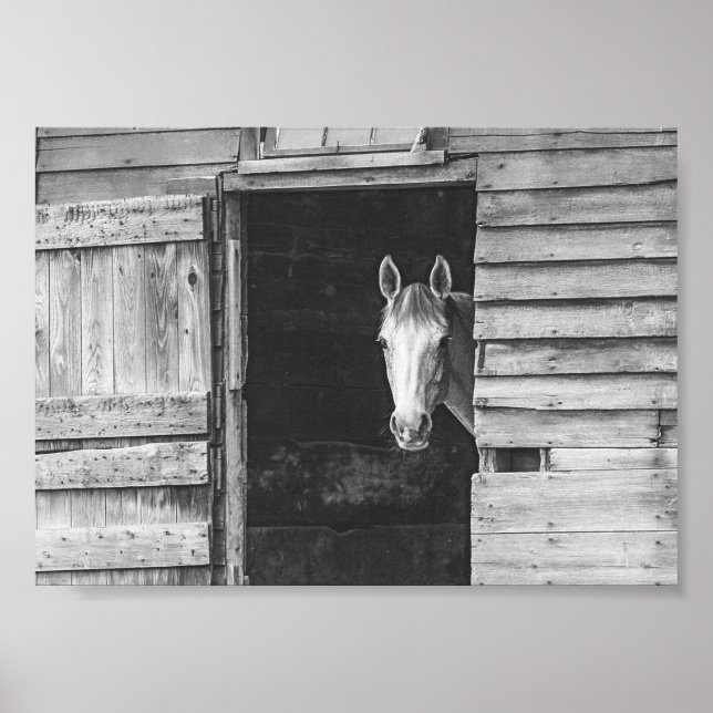 Poster Cavalo Peekaboo & Celeiro Preto e Branco (Frente)