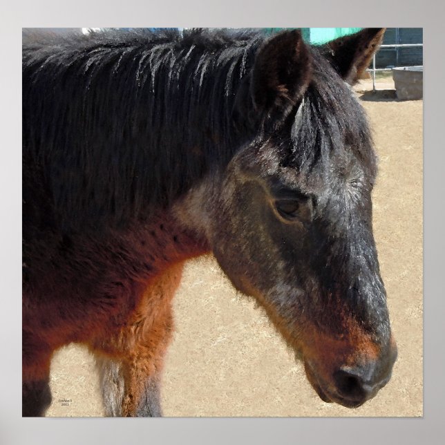 Poster Cavalo Pôneo Velho Doce - Cavalos e Pôs (Frente)