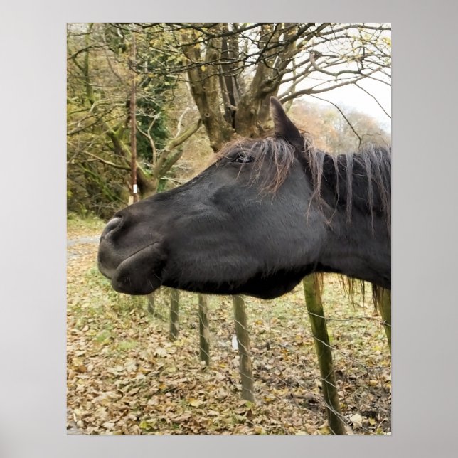 POSTER CAVALO PRETO (Frente)