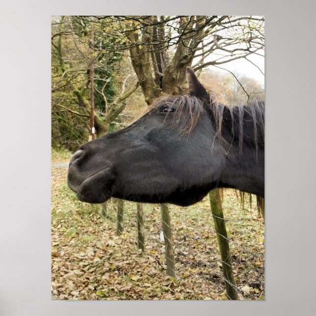 POSTER CAVALO PRETO (Frente)