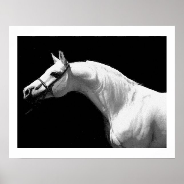 Poster Cavalo Preto & Branco (Frente)