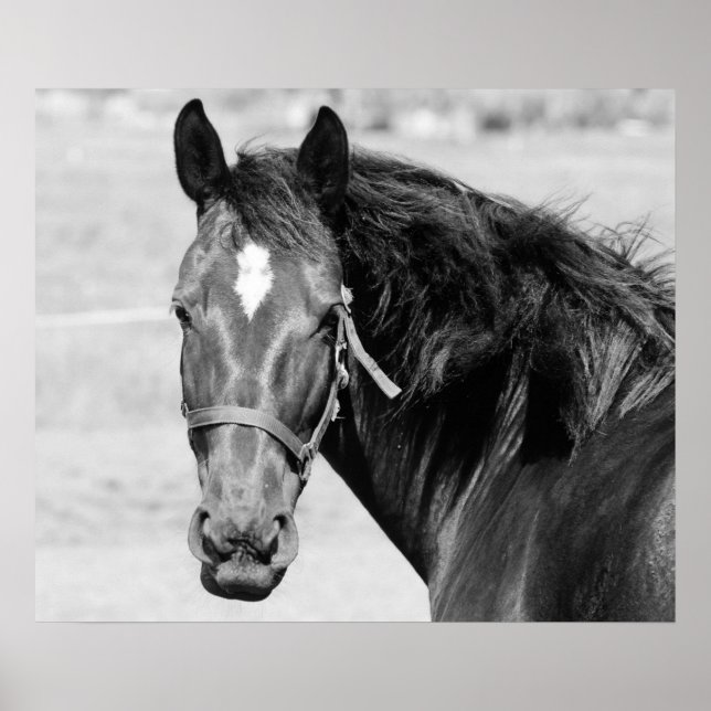 Poster Cavalo Preto Branco (Frente)