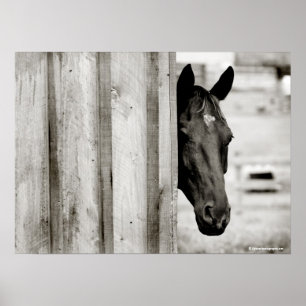 Póster Cavalo Preto Curioso