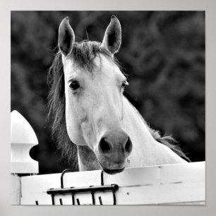 Poster Cavalo Preto e Branco