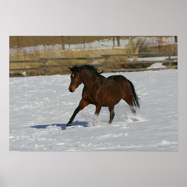 Póster Cavalo puro correndo na neve (Frente)