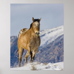 Poster Cavalo que funciona na neve 2