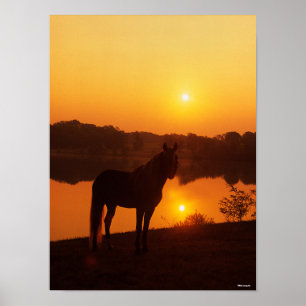Poster Cavalo Rocky Mountain Em Pé de Sol