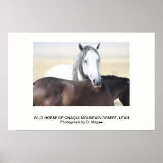 POSTER CAVALO SELVAGEM DAS MONTANHAS ONAQUI, UTAH