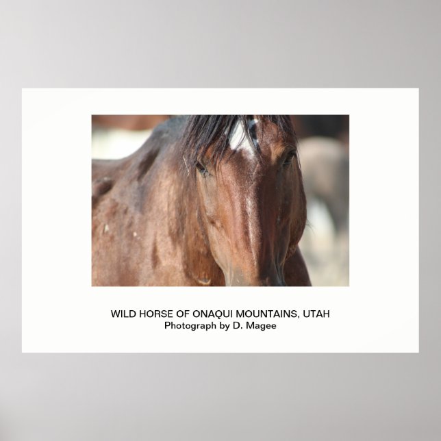 POSTER CAVALO SELVAGEM DAS MONTANHAS ONAQUI, UTAH (Frente)