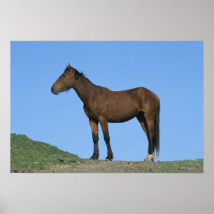 Póster Cavalo selvagem do mustang
