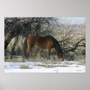 Póster Cavalo selvagem do mustang na neve 1