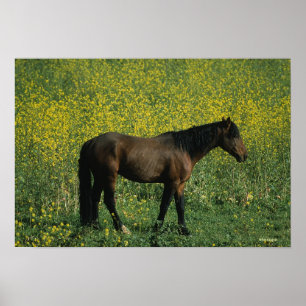 Poster Cavalo selvagem do mustang que está nas flores