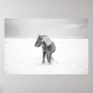 Poster Cavalo selvagem, Islândia