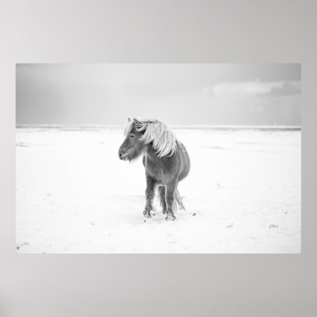 Poster Cavalo Selvagem, Islândia (Frente)