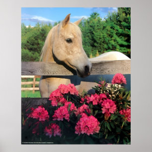 Poster Cavalo Selvagem Mare Arabian Branco Morgan com Flo