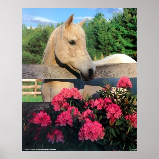 Poster Cavalo Selvagem Mare Arabian Branco Morgan com Flo (Frente)