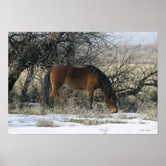 Póster Cavalo Selvagem Mustang na Neve 1 (Frente)