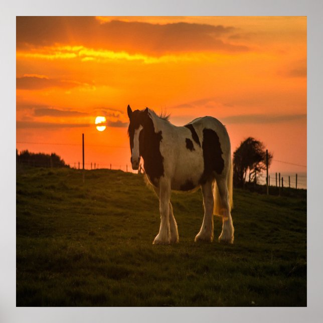 Poster Cavalo Sol (Frente)