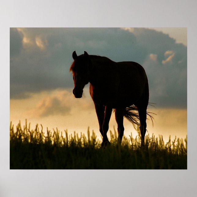 Póster Cavalo Sol (Frente)
