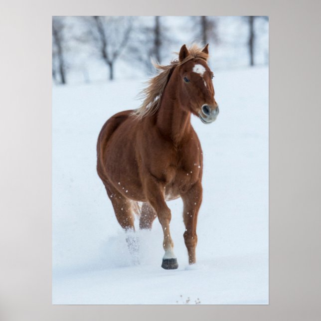 Poster Cavalo Solitário Correndo na Neve (Frente)