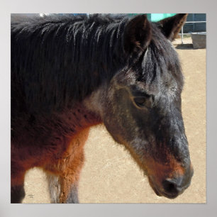 Poster Cavalo velho doce do pônei - cavalos e pôneis