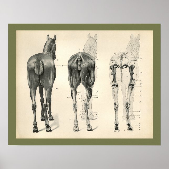 Póster Cavalo Veterinário Anatomia Muscular Esquelética I (Frente)