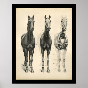 Poster Cavalo Veterinário Anatomia Muscular Esquelética I