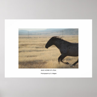 Póster CAVALO Wi-Fi DA FOTOGRAFIA UTAH