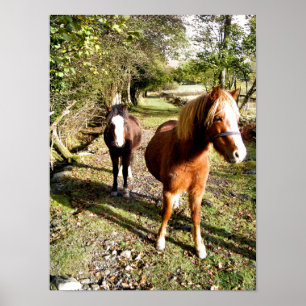 PÓSTER CAVALOS