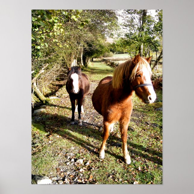 PÓSTER CAVALOS (Frente)