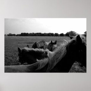 Póster Cavalos