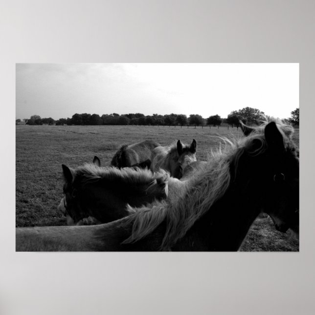 Póster Cavalos (Frente)