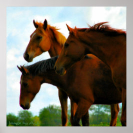 Póster Cavalos