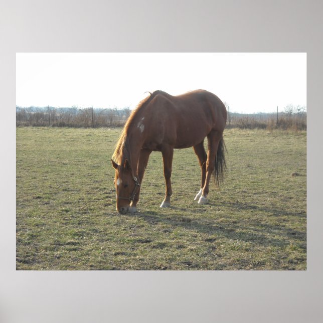 Poster Cavalos (Frente)