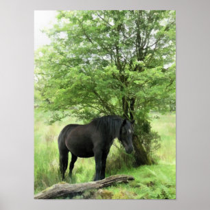 PÓSTER CAVALOS
