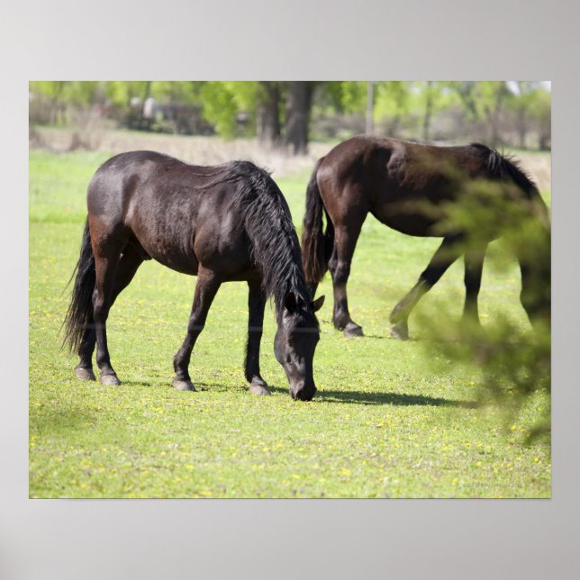 Poster cavalos a pastorear numa fazenda de cavalos (Frente)