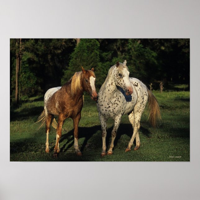 Póster Cavalos Appaloosa (Frente)