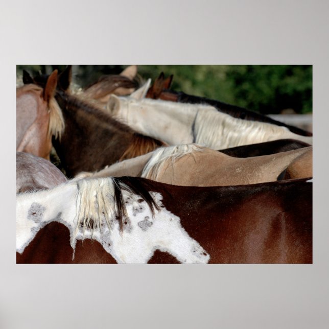 Poster Cavalos arco-íris (Frente)