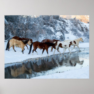 Poster Cavalos Atravessando o Riacho