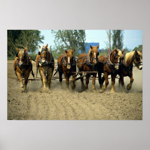 Póster Cavalos belgas que aram, six-up, fazenda da parte