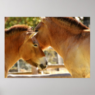 Póster Cavalos bonitos