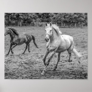 Poster Cavalos Bonitos B&W