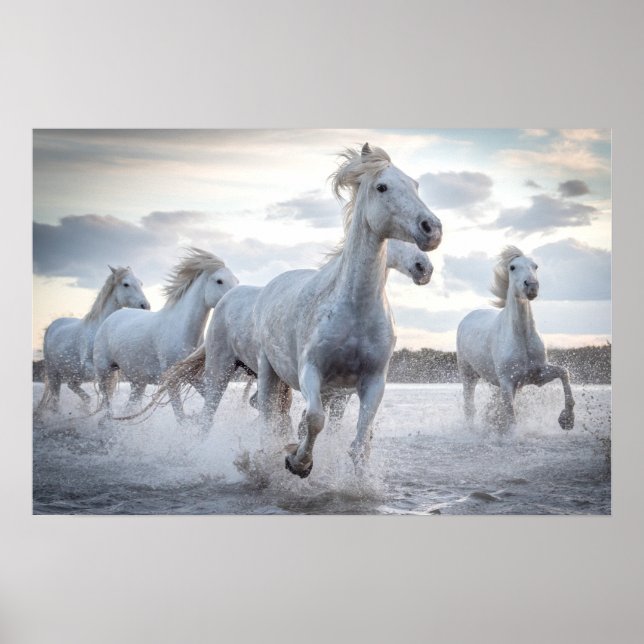 Poster Cavalos Brancos (Frente)
