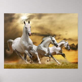 Póster Cavalos brancos selvagens